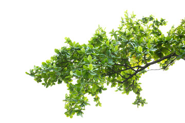 Fototapeta premium Green leaves with branch isolated on transparent background. Tropical almond or Indian almond leaves.