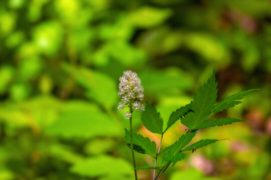White Baneberry (Actaea pachypoda)
Delicate white flowers of White Baneberry blooming in a lush green forest undergrowth, showcasing the intricate floral structure of this woodland plant.