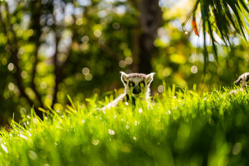 cute ring tailed lemur resting in green grass with warm sunlight and blurred forest background, wildlife portrait with shallow depth of field © petrrgoskov