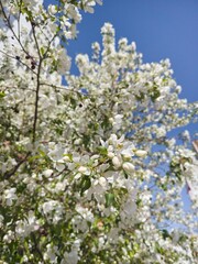 Obraz premium Closeup Branch With White Spring Blossoms And Small Buds Against Deep Blue Sky In Sunlit Garden Framing Blurred Flowering Background And Delicate Petal Details.