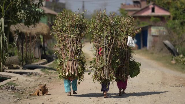 Dhangadhi, Nepal - 07 January 2024: View of local people carrying large bundles of firewood on their backs along a dirt road in a rural village.