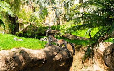 Obraz premium group of ring tailed lemurs interacting on rock in lush zoo enclosure with green grass and palm leaves, sunny wildlife scene with exotic animals