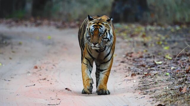 Tiger prowls through monsoon-drenched mountain forest, waterfalls cascading&mdash;a wild symphony of nature's untamed power