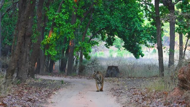Tiger prowls through monsoon-drenched mountain forest, waterfalls cascading&mdash;a wild symphony of nature's untamed power