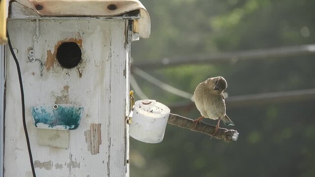 A wild little bird is a house sparrow (Latin. Passer domesticus) the male arrives on a perch and enters the bird house in the early spring morning 