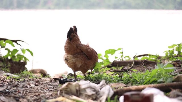 Domestic hen standing naturally in a rural outdoor environment with soft daylight and natural surroundings. Traditional free-range chicken farming. Uttrakhand, India. Saturday, 3 July 2021 at 10:03 PM
