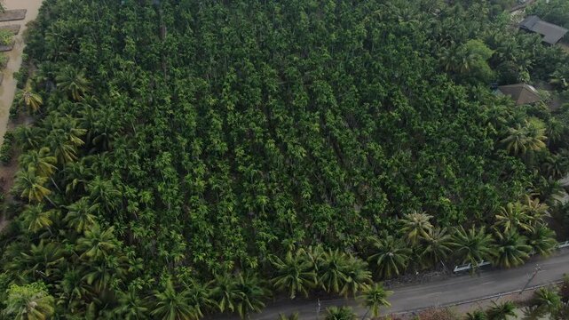 Aerial top view of traditional raised-bed agricultural farm with ditches and betel nut palm trees in Chachoengsao, Thailand.