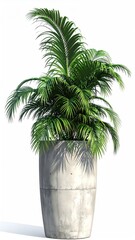 Obraz premium Lush green palm tree in a tall, textured gray concrete planter