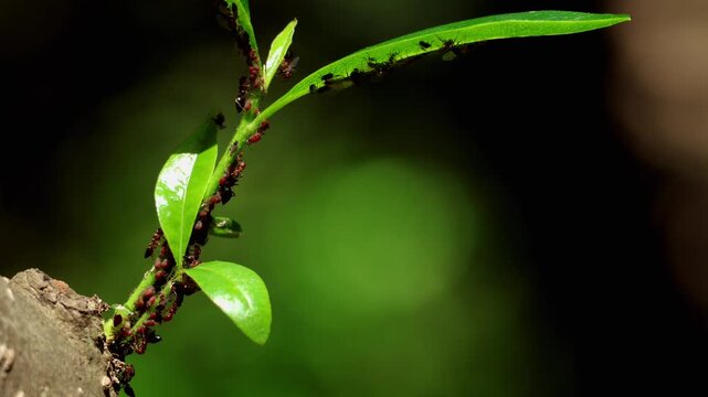 Detailed macro wildlife footage showing ant and aphid symbiosis on a green plant leaf in spring season from Himachal Pradesh, India.