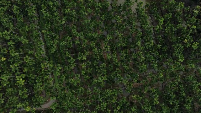 Aerial top view of traditional raised-bed agricultural farm with ditches and betel nut palm trees in Chachoengsao, Thailand.