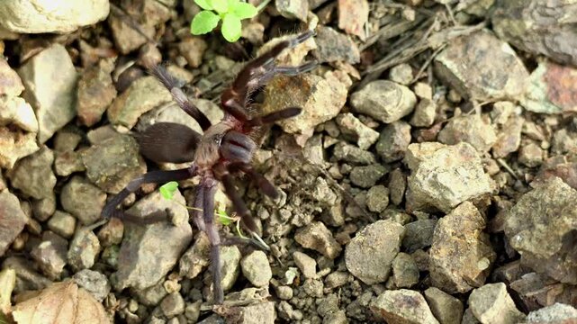 Real time closeup video of himalayan earth tiger tarantula haplocosmia himalayana displaying natural defensive threat behavior on forest ground during spring season in himachal pradesh india.