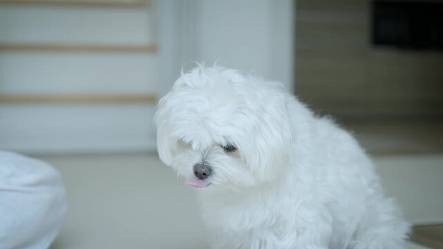Happy Maltese dog spending quality time with a woman at home, showing affection and trust while receiving treats during a playful training moment.
