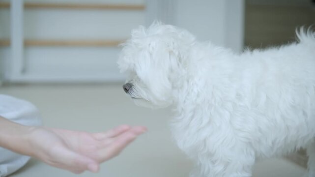 Adorable white Maltese dog interacts with its female owner indoors, playing, giving paw, and enjoying a sweet reward in a cozy morning home.