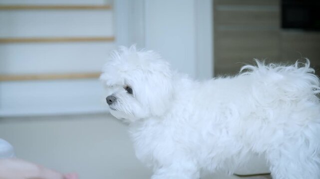 Woman bonding with a fluffy Maltese dog at home, giving treats during gentle paw training in a warm and loving pet lifestyle scene.