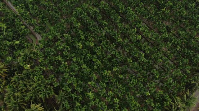 Aerial top view of traditional raised-bed agricultural farm with ditches and betel nut palm trees in Chachoengsao, Thailand.
