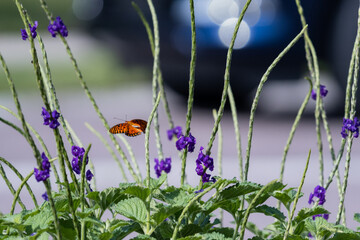 Gulf Fritillary Butterfly Flying Among Purple Porterweed Flowers © Slobodan
