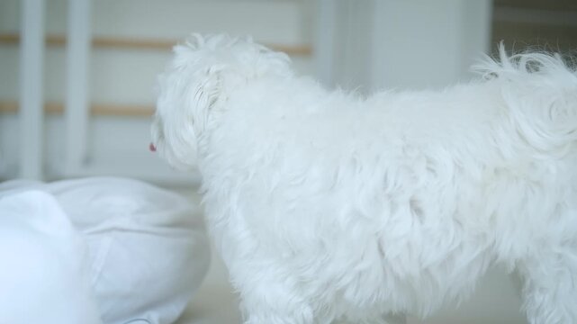 White Maltese dog playing gently with a woman at home in the morning, receiving treats and giving paw with trust, love, and playful bonding.