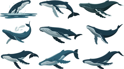 Humpback whale illustrations collection showing marine life swimming and breaching in ocean waters for nature project work. © Zahangir