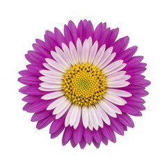 Obraz premium A delicate daisy flower with pink petals and a white center isolated on transparent background