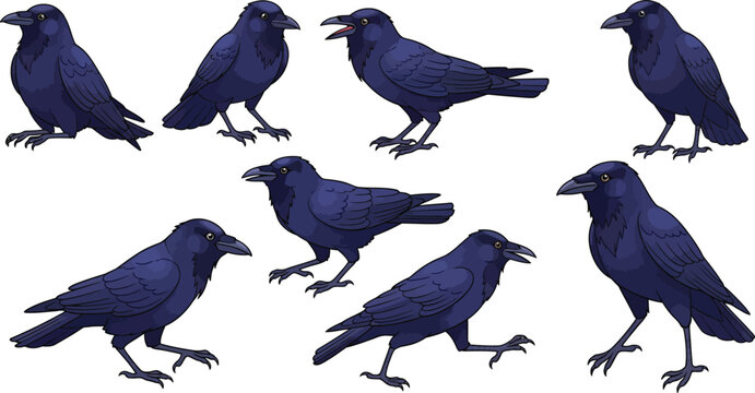 black crow vector illustration set with isolated raven characters in different standing walking and cawing posesblack crow vector illustration set with isolated raven characters in different standing 