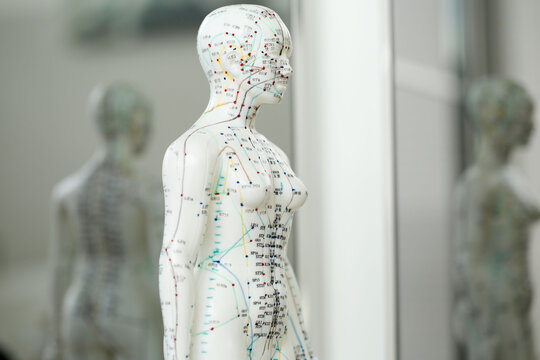 Seitliche Ansicht eines Meridianmodells mit Akupunkturpunkten &ndash; TCM, Energiesystem und alternative Medizin