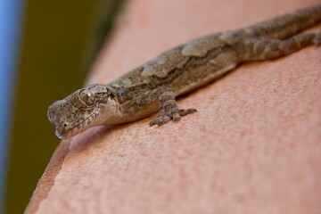 Close Up of Gecko on Pink Wall © Paul