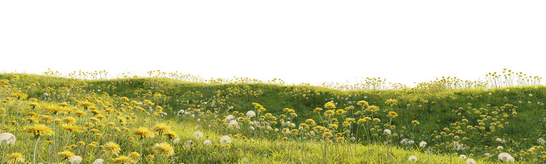 Flowering grassy meadow terrain with dandelions isolated on transparent background for landscape design asset. 3D rendering. © snesivan