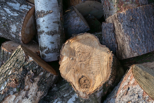 Freshly cut log surface surrounded by birch and pine firewood, showing tree rings, saw scratches, bark texture, and chopped wood pieces. Useful for forestry, firewood preparation, timber, and natural 