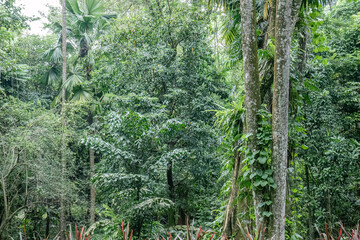 Obraz premium Tall palms and timber layers for nature tourism imagery. Vertical trunks showcase tropical biodiversity habitat. Forest depth scene supports environmental education content
