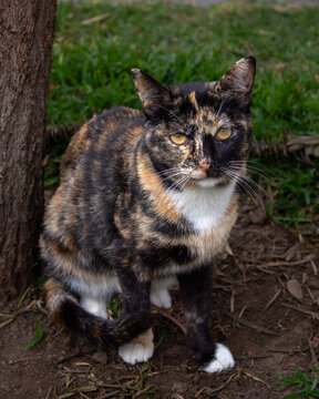 GATO