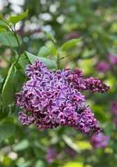 Fototapeta premium Purple lilac buds in close-up. Delicate spring flowers. Selective Focus