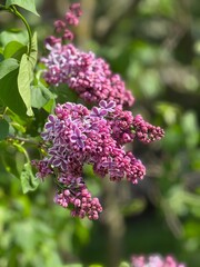 Obraz premium Purple lilac buds in close-up. Delicate spring flowers. Selective Focus