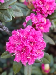 Obraz premium Blooming rose bush of azalea (rhododendron)