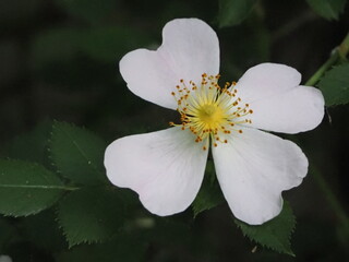 flor de cuatro pétalos blancos en forma de corazón y pistilos amarillos, Lérida, Cataluña, España, Europa © Nieves