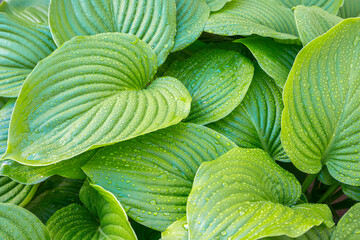 Obraz premium Green Hosta Leaves Close Up with Natural Texture and Ribbed Pattern