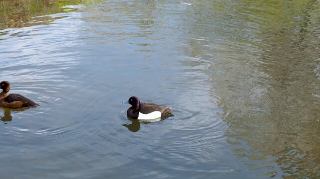 Two tufted ducks swimming peacefully on calm water surface of pond. Ducks create gentle ripples on the water. Serene natural scene with greenery in background. 4K footage.