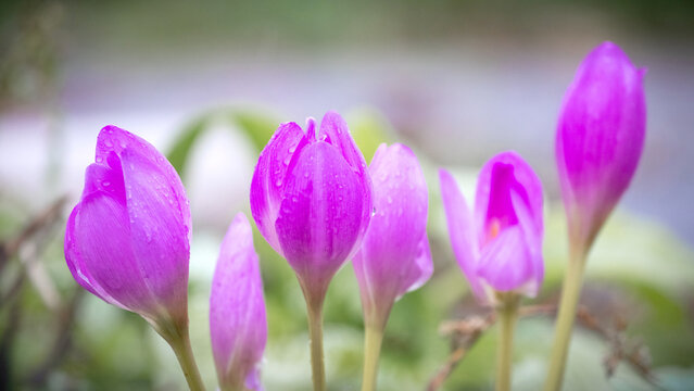 Delicate purple colchicum flowers with rain drops on petals on blurred green background, autumn garden floral portrait
