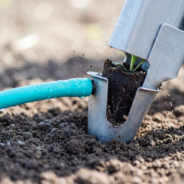 Garden transplanter planting young seedling in fertile soil