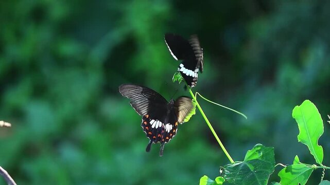 The butterfly dance is a dance move in which the dancer's legs repeatedly move or flutter like butterfly wings. It originated within the Jamaican music genre called Dancehall.
