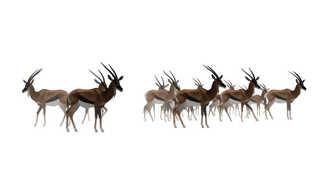 Springboks stand together in a small herd on a white surface to showcase their unique markings.