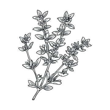 Fresh aromatic thyme sprig botanical illustration, hand-drawn with intricate details, representing a popular culinary herb used for seasoning and flavor.
