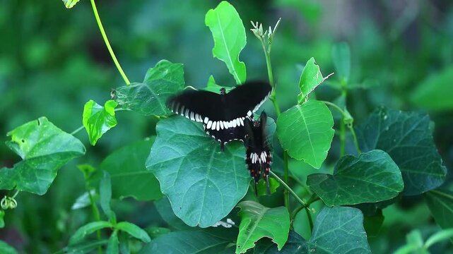 The butterfly dance is a dance move in which the dancer's legs repeatedly move or flutter like butterfly wings. It originated within the Jamaican music genre called Dancehall.