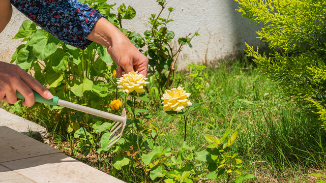 Gardener Pruning and Tending to Blooming Yellow Rose Bushes with Hand Rake