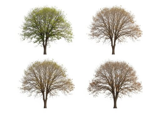 Four season trees with changing foliage in nature style isolated on white background
