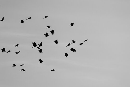 Silhouettes of birds against the sky. A flock of black jackdaws is flying.