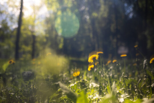 Summer natural landscape in a park or forest. Dandelions in a clearing against the backdrop of the sun and trees.