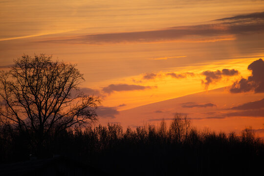 A fiery orange sunset. Silhouettes of bushes and trees against a yellow sky with lilac clouds.