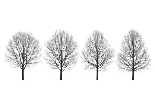 Four bare deciduous trees in winter season isolated on white background
