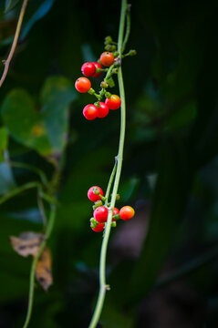 Tinospora cordifolia