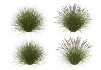 Obraz premium Green spiky plant with long thin leaves in natural setting isolated on white background